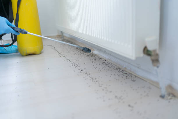 Best Pest Removal Services  in Emerald Bay, TX
